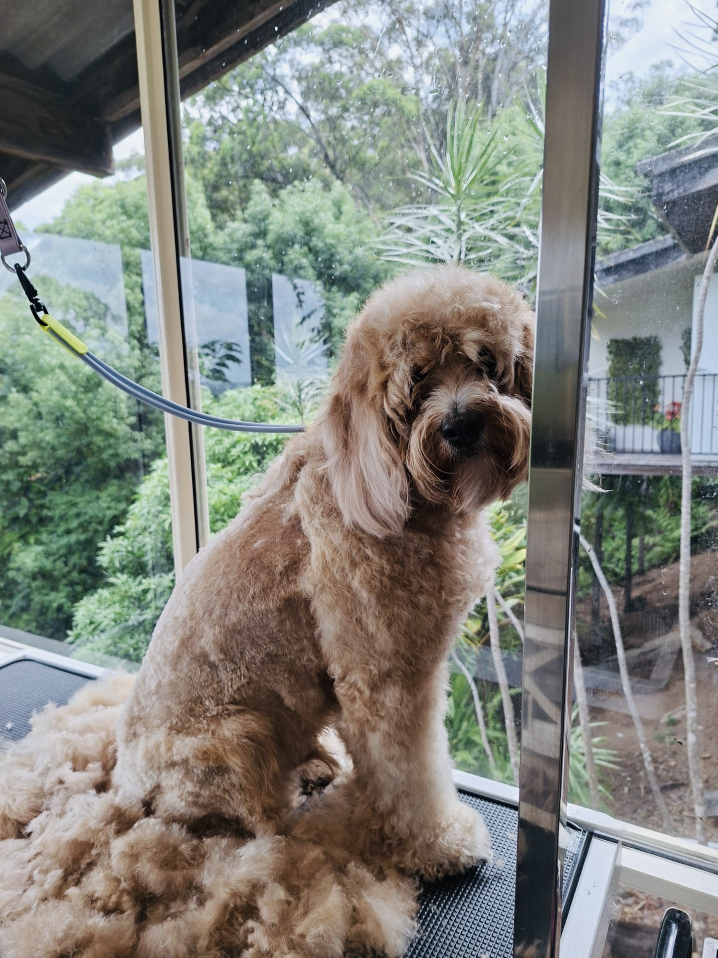 Images Scrub-A-Dub-Dub Dog & Cat Grooming