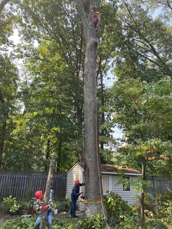 Images Simply Trees & More LLC