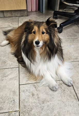 Images VCA Santa Margarita Animal Hospital
