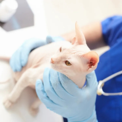Images Pet Care Plus