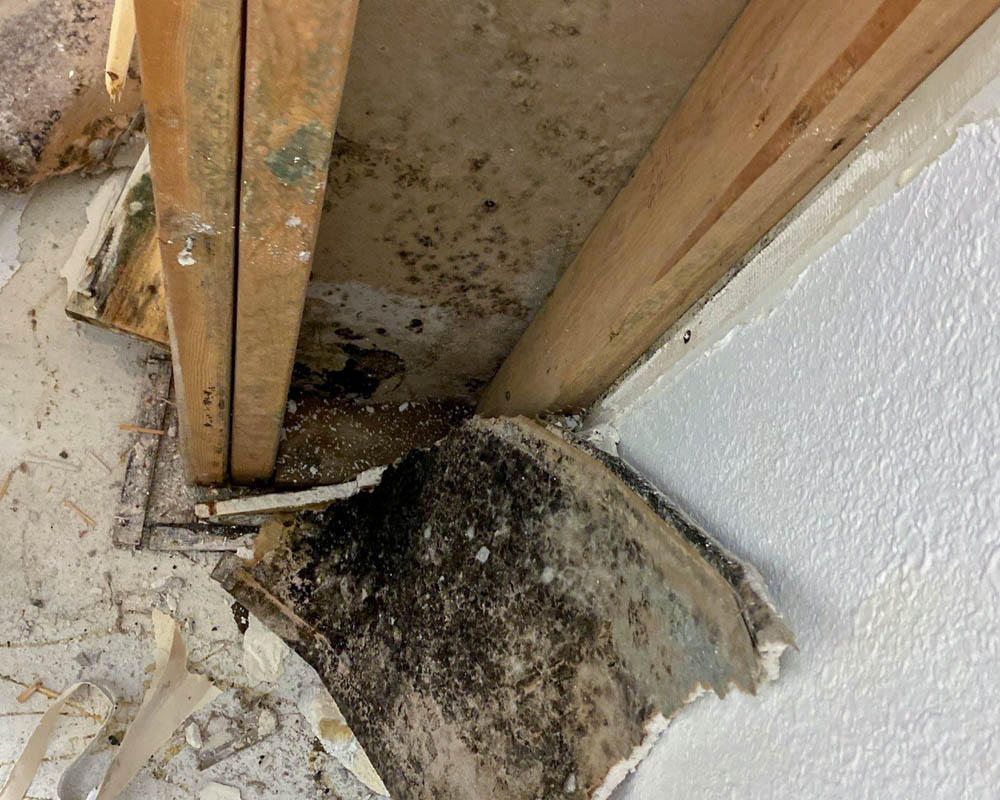 If you have mold, SERVPRO of Commerce City will be there for you. We take care of every step of the remediation process!