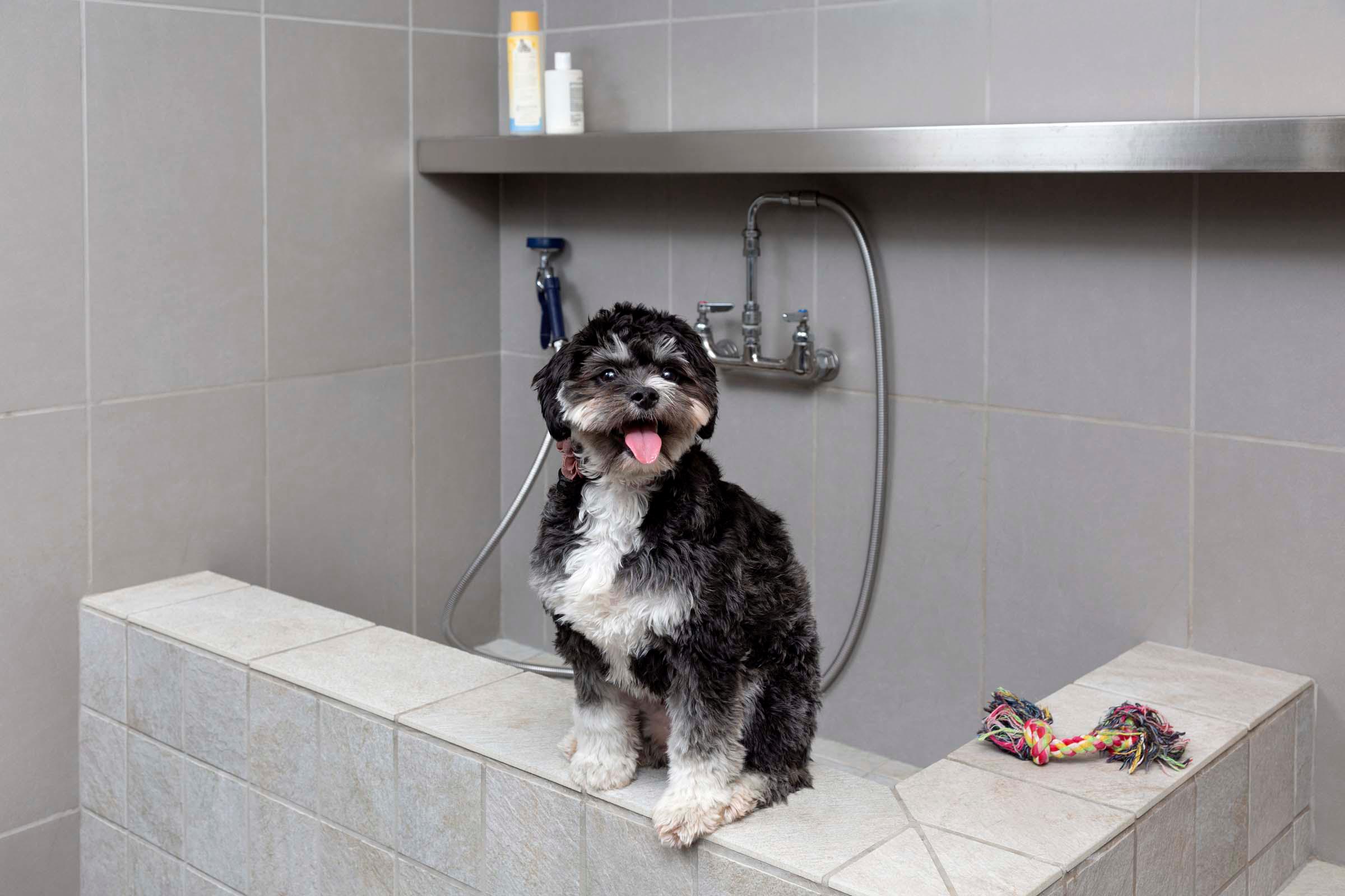 Paw Spa dog washing station with dog model.