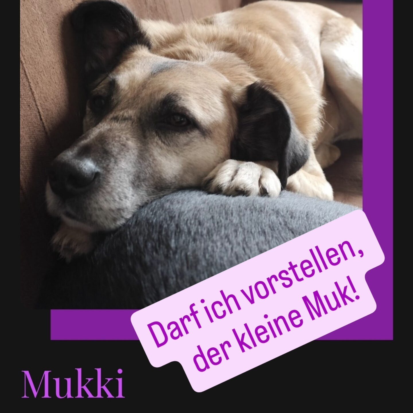 Pfoten Anker, Alt Pastitz 5 in Putbus