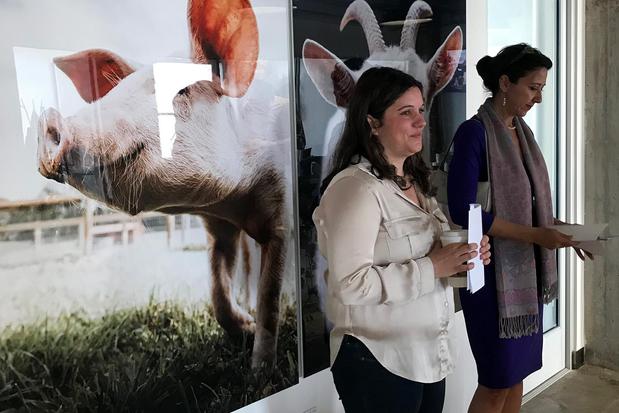 Images Animal Equality