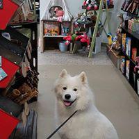 Images One Wag (Natural Pet Supplies)