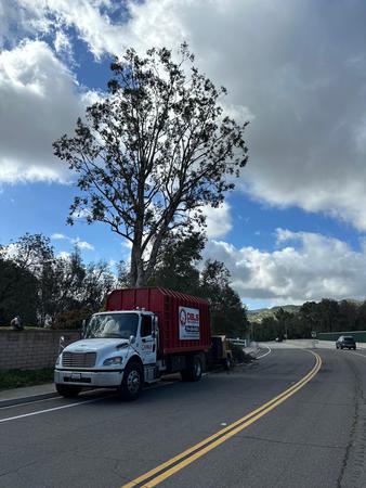 Images Dels Tree Experts