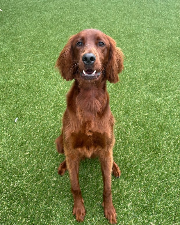 Images Our Dog House in Argyle LLC