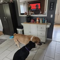 Images Canine Harmony