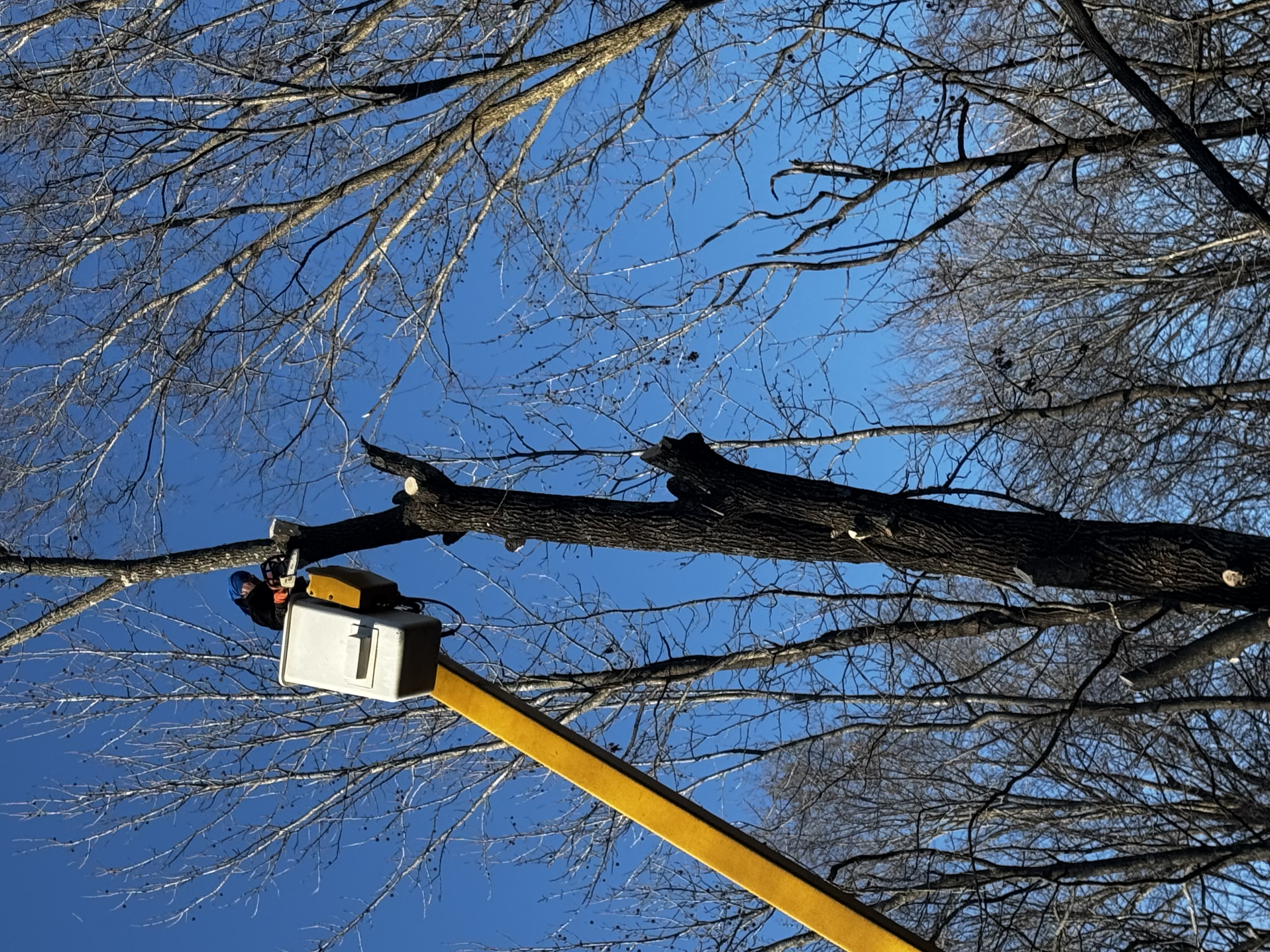 Affordable Lawn Care Image