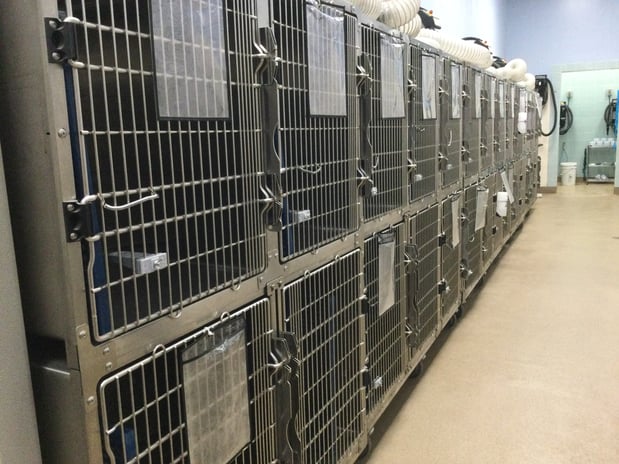 Images Petco Grooming