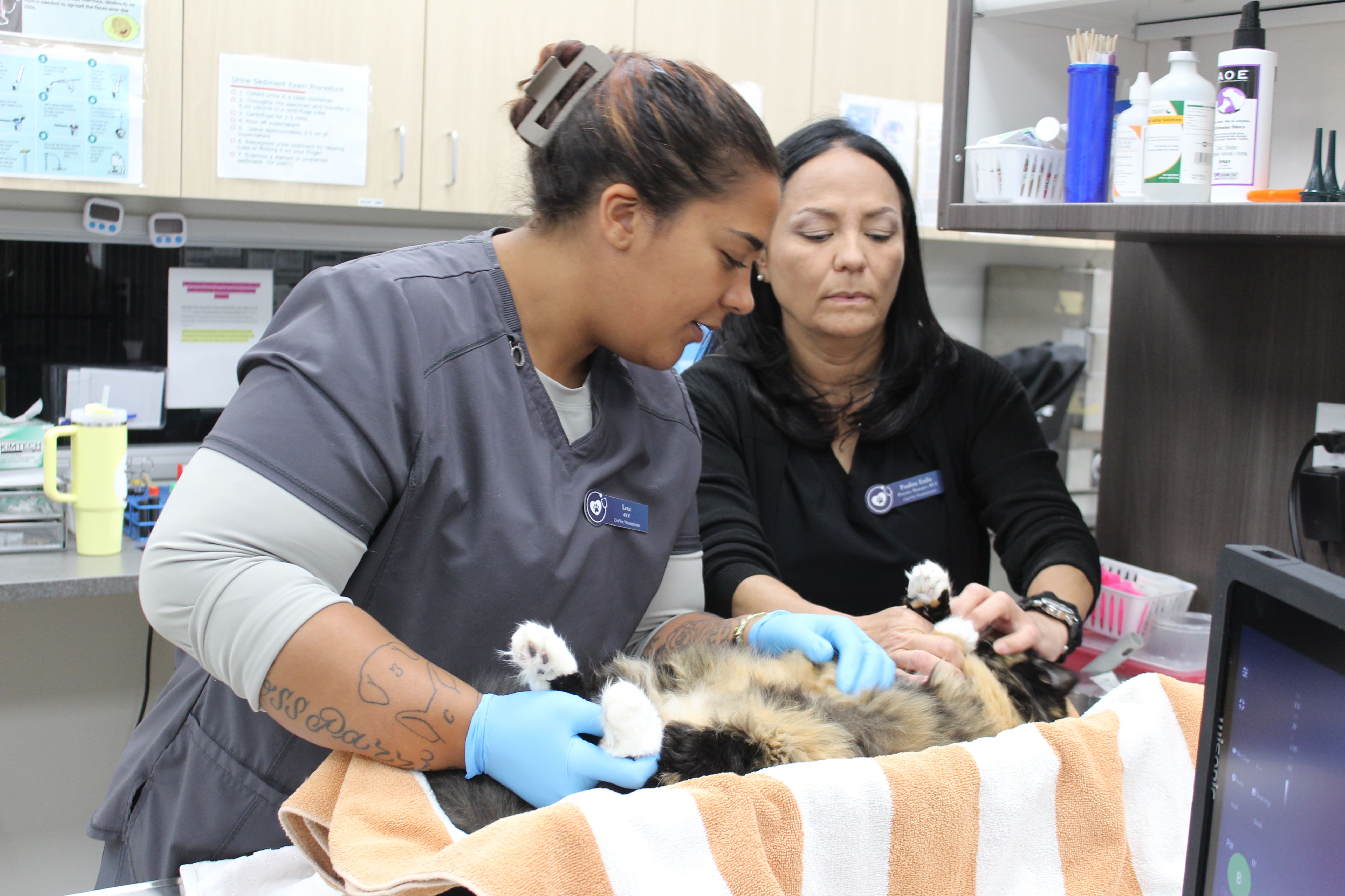 CityVet | Westminster Veterinary Clinic & Urgent Care Image