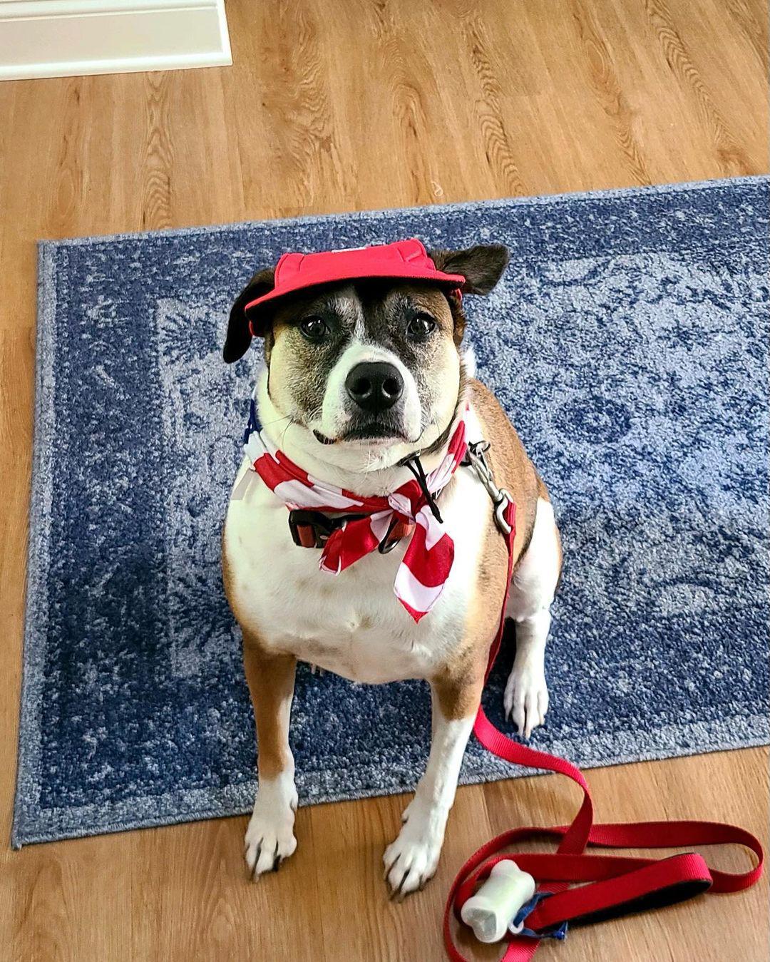 Needlepoint Junction Needlework Shop Hilton Head Island, SC 29928