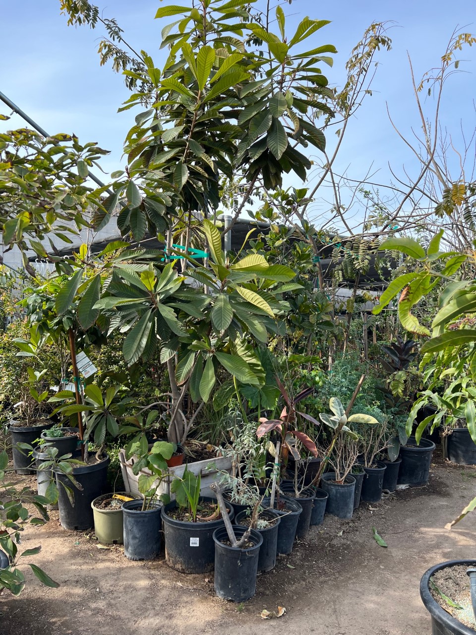 Nueva Esperanza Nursery- trees