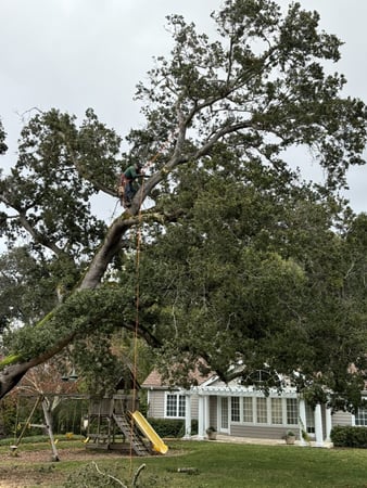 Images Rosales Landscaping Services Inc