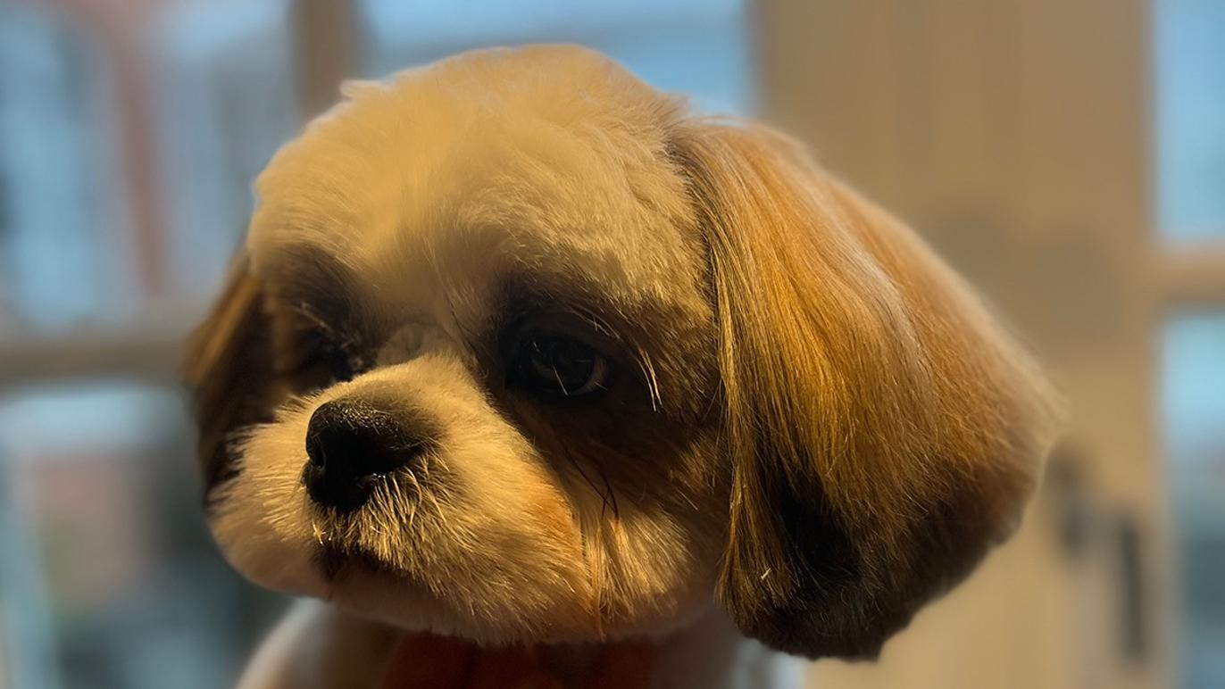 Images Vibes Lille Hundesalon