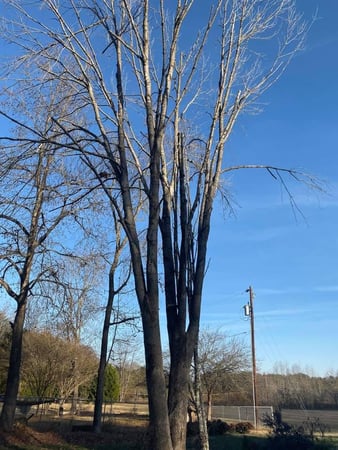 Images God's Way Tree Service