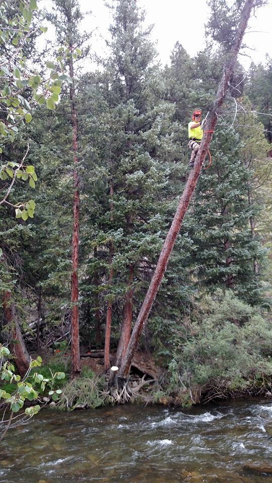 Alpine Arbor, LLC