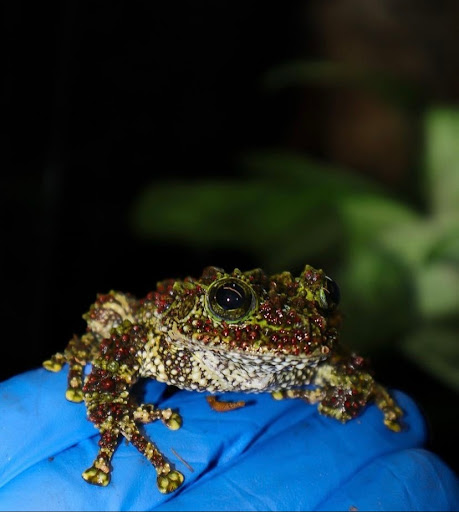 Images Cold Blooded Kingdom