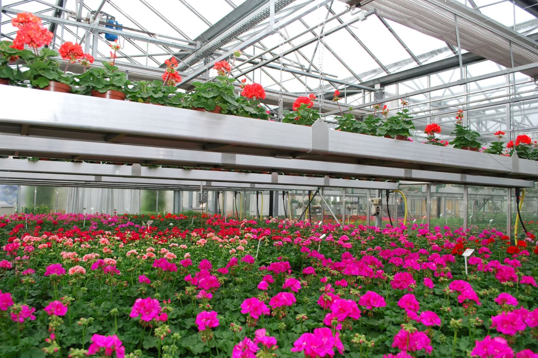 Bilder Bullo Luca Fiori