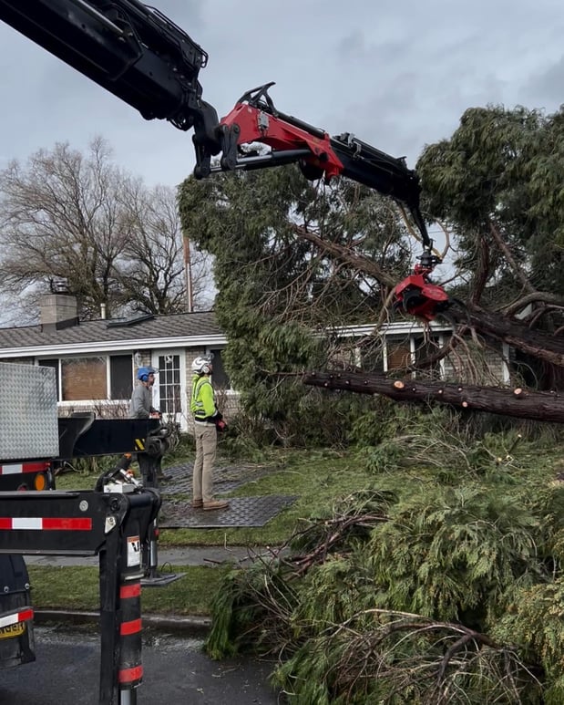 Images Tree Wise Men