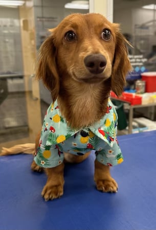 Images VCA AVH Animal Hospital
