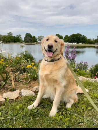 Images Leash and Love LLC