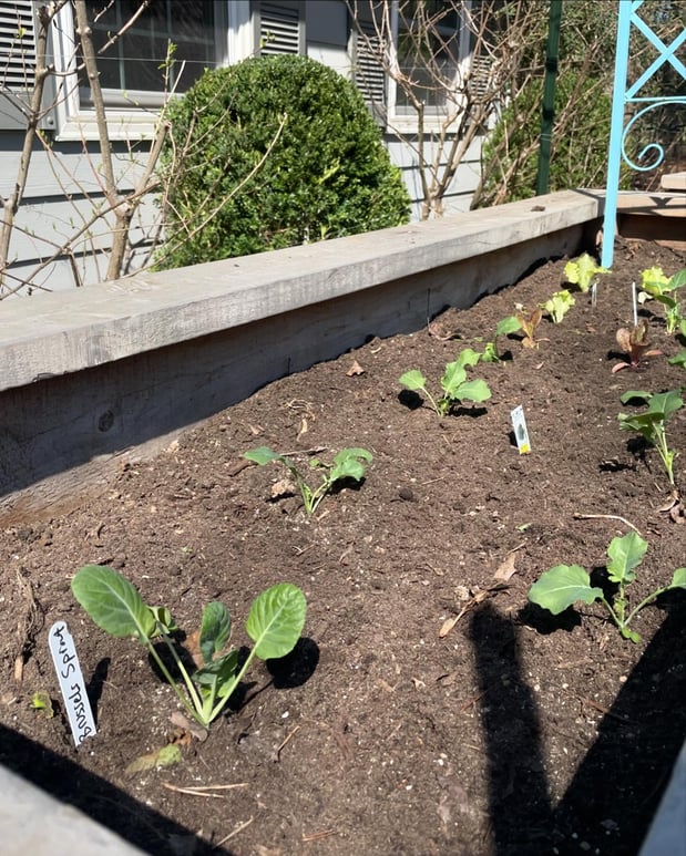 Images Edible Gardens Inc