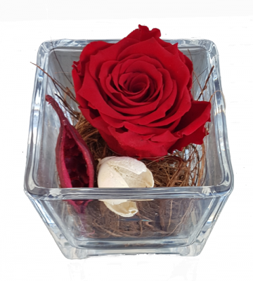Ewige Rose , Infinity Rose, Haltbare Rosen, Gefriergetrocknete Rose