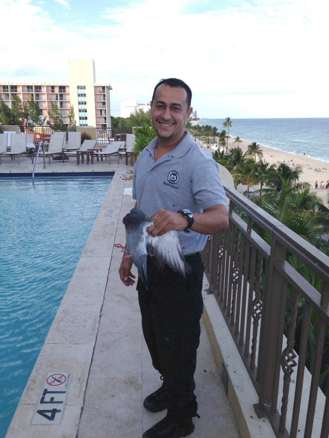 Fort Lauderdale, FL pigeon removal and pest bird control services