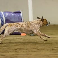 Images Paragon Pups LLC