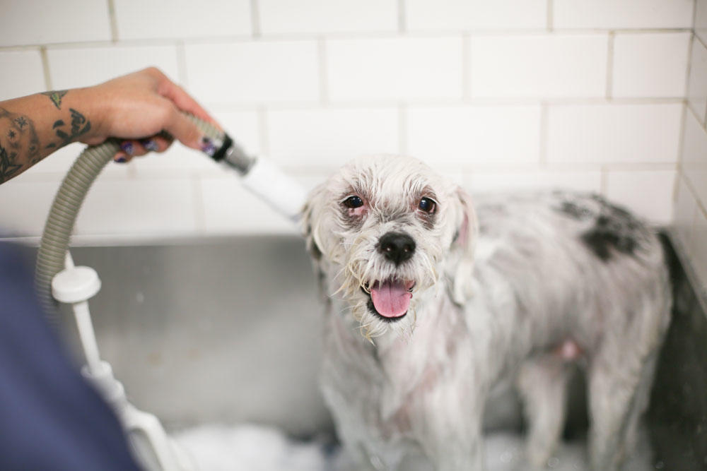 Treat your pet to a luxurious bath. Our special, cleansing baths remove dirt, debris and that doggie (or kitty) pet odor, your pet will feel fresh and revitalized. If scratching is a problem, our medicated baths contain soothing agents that stop the itching. Services also include nail trim. We also offer dematting services.