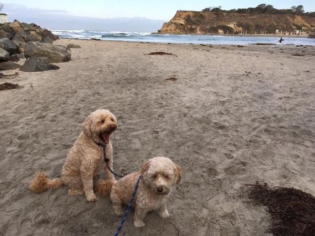 Images Del Mar Doggers dog walking, dog sitting, overnight stays