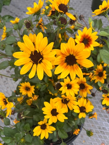 Images Grant Line Garden Center & Nursery