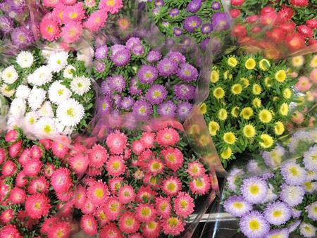 Images Viglietti Sergio - Export Fiori