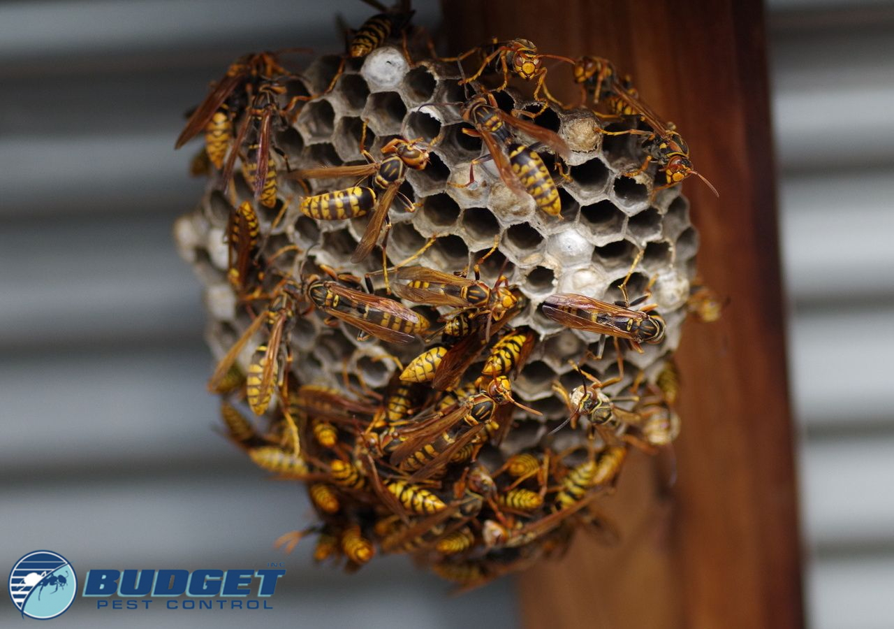 stinging insects nest removal control exterminator services