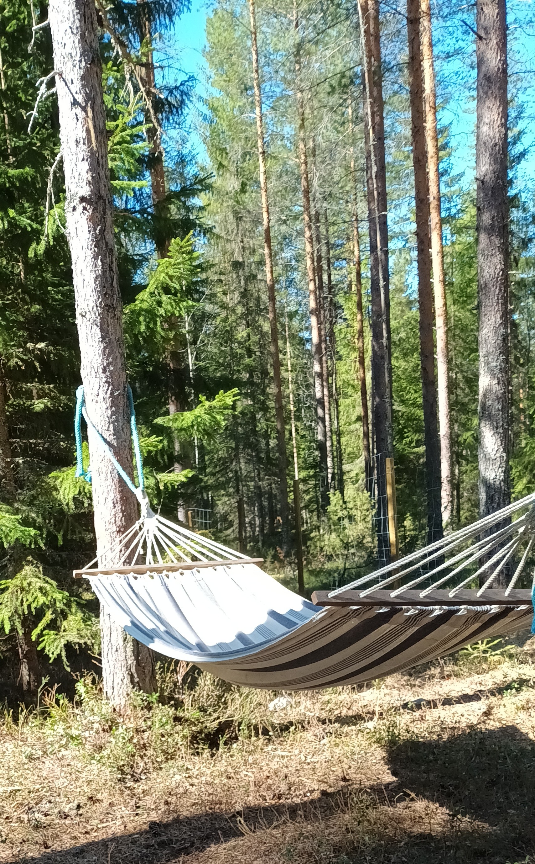 Images Taivallahden Tassut