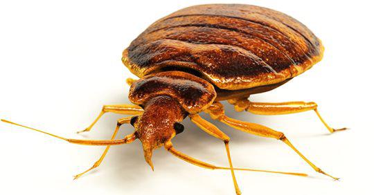 bed bug pest control exterminator