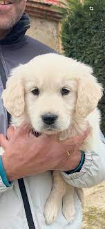 Images Centro Canino Lunava