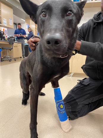 Images VCA West Los Angeles Animal Hospital