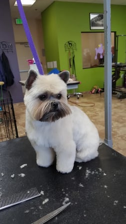 Images The Vintage Groomer