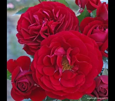 Rose 'Bordeaux'_Zanker Gartenbau