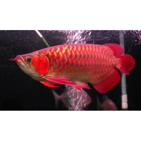 Arowanafishery
