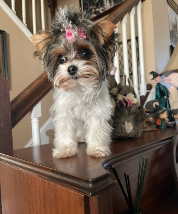 Images Bad, Beautiful & Bossy AKC Yorkies