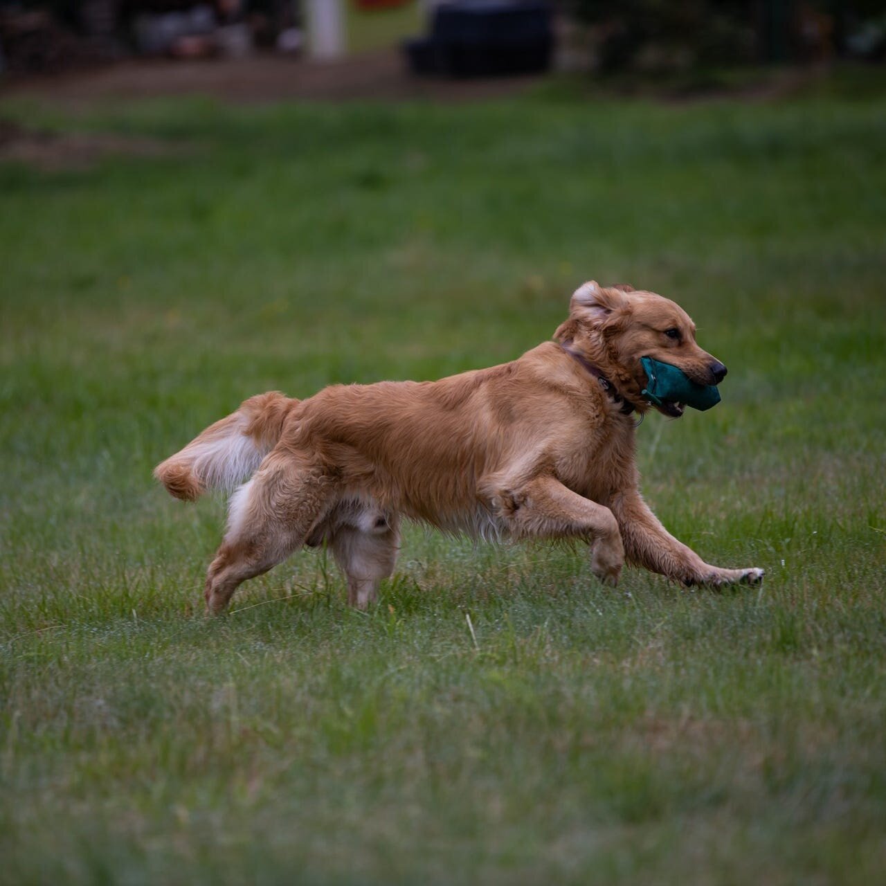 Hundetraining Zum Dream-Team in Castrop-Rauxel