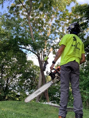 Images Triple T Tree Care