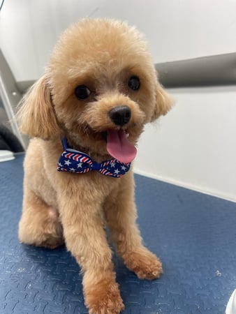 Images Paws & Bath Mobile Dog Grooming