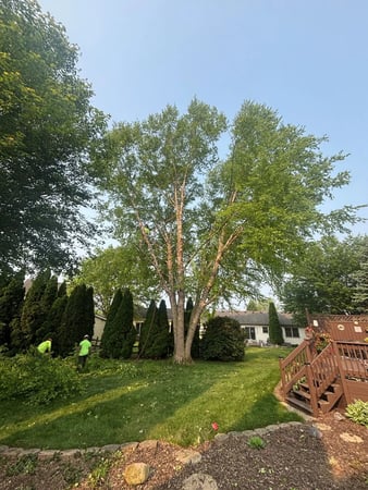 Images Newscape Forestry, LLC