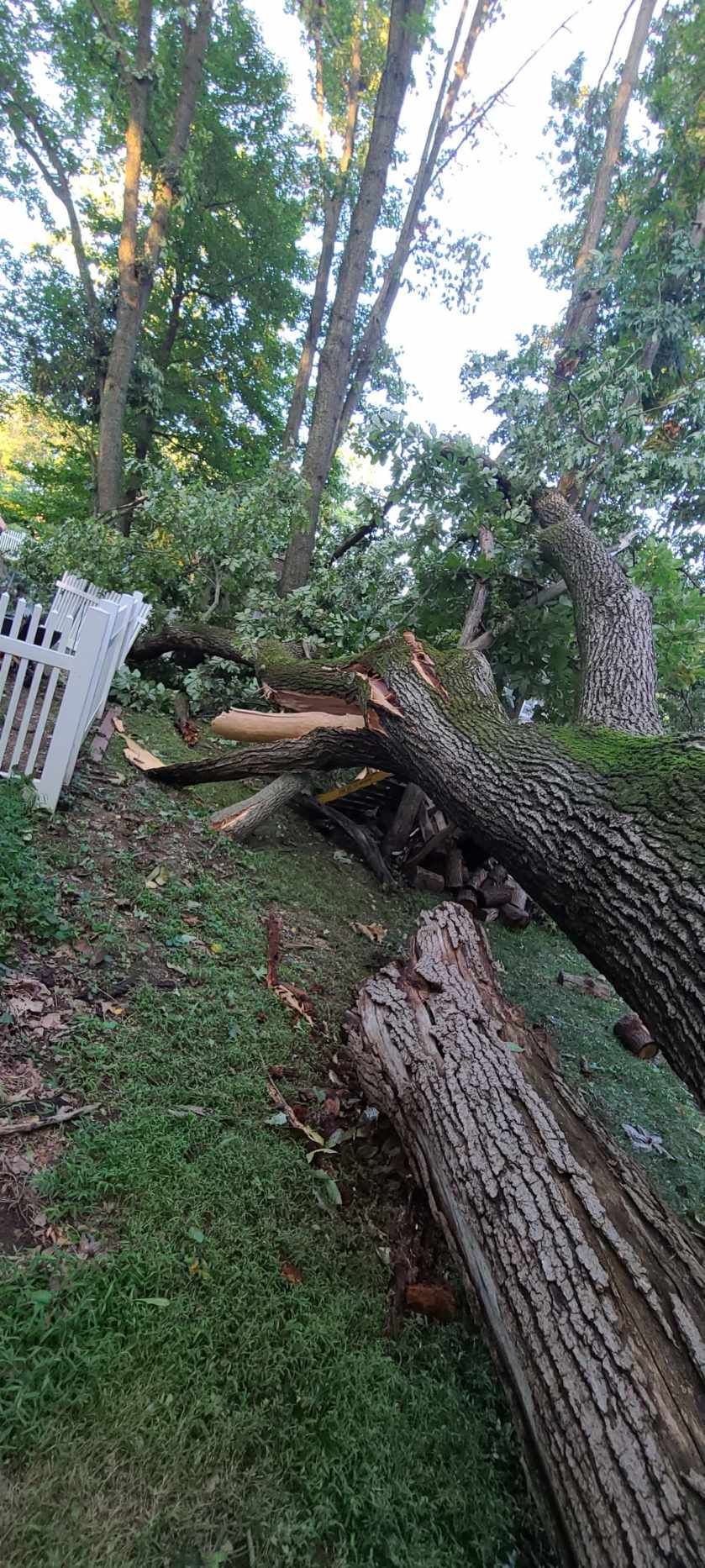Malvern Tree Service Image