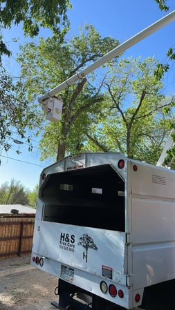 Images H & S Tree Care