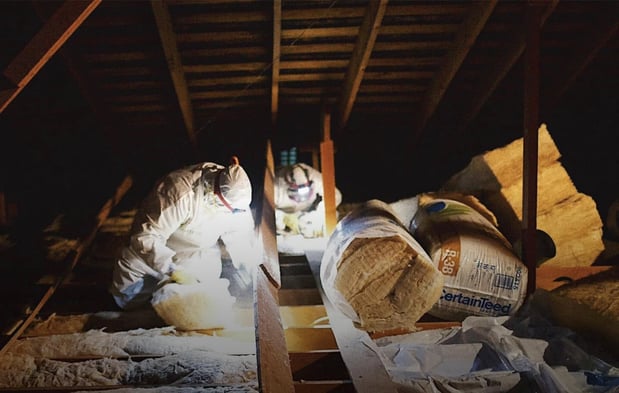 Images Green Rodent Restoration